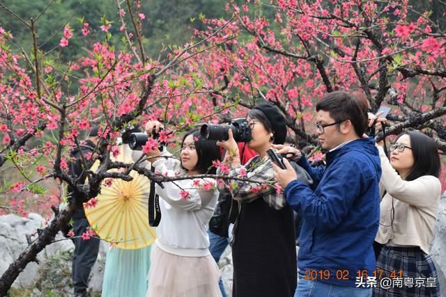 "水墨桃花乡约翁源"2019广东翁源桃花节,"妖"您来"撩"