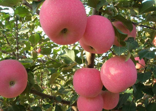 果树建园 旱作山地果树种植技术