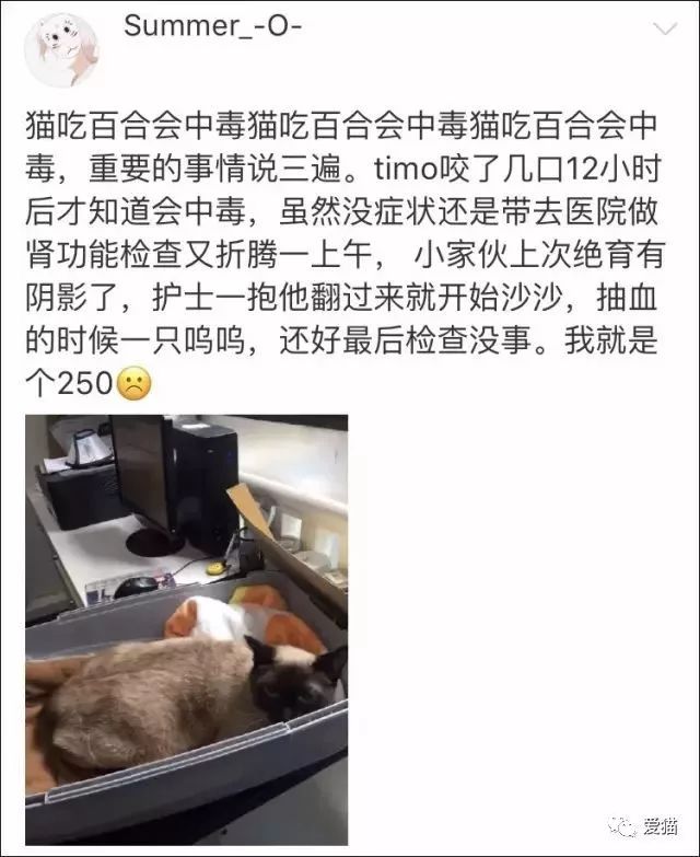 心痛!《中国特色四大养猫悲剧》让我们一起终结吧!