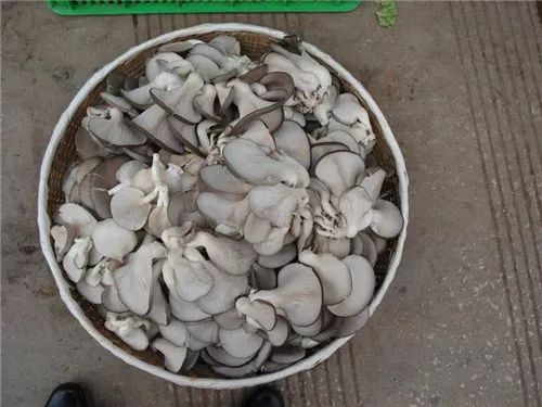平菇可以这样吃：能顶一顿肉吧