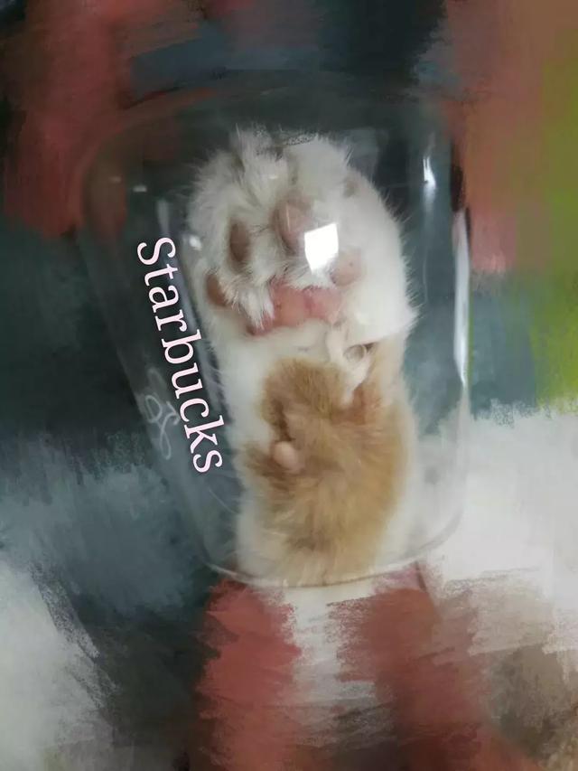 星巴克的“猫爪杯”，让我朋友圈炸开了锅……