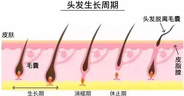 植发后一定会经历脱落期吗?毛囊会不会也跟着脱落?
