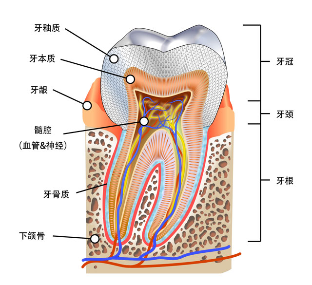 牙体硬组织包括 牙釉质(俗称珐琅质),牙本质(俗称象牙质)和牙骨质.