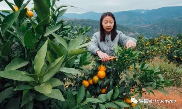 褚时健孙女褚楚:爷爷告诉我不要陶醉在夸奖中 而要做好本分工作