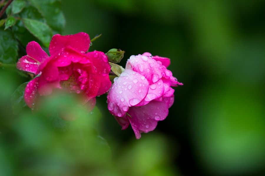 29f01f2a56db42bd93cfaaafd7c7764f.jpg