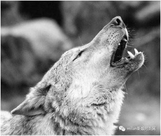 心理学：四只野狼，哪只最凶猛？测你的领导能力有多强