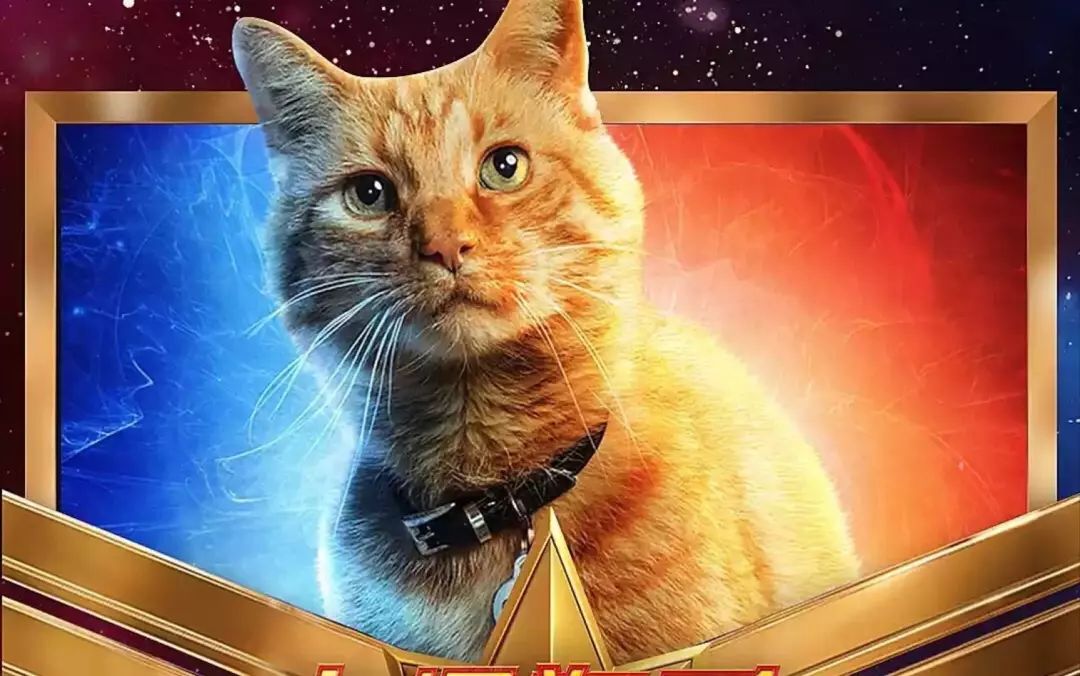 《惊奇队长》,在经历了一番风波之后,火了"噬元兽"这只橘猫