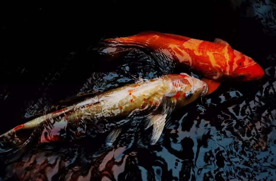 8df6c497914c441b9e2821839578477b.jpg