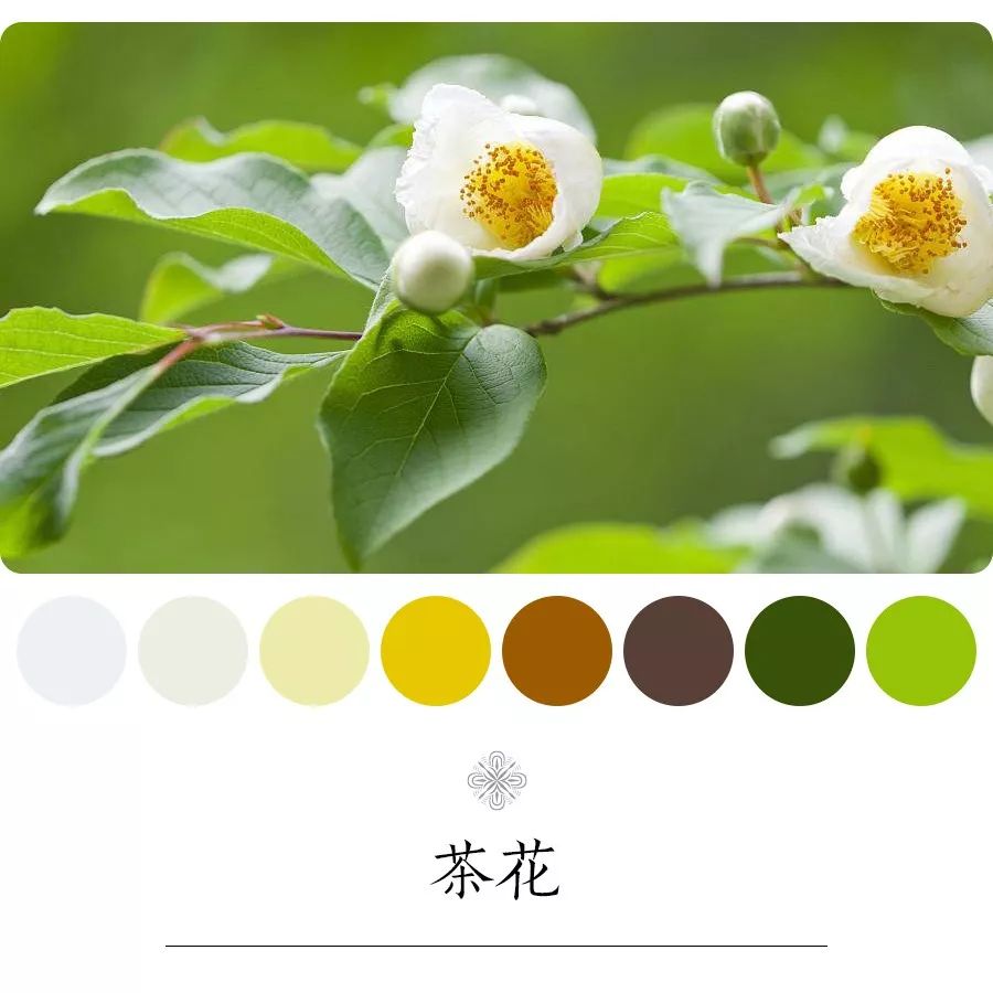 茶花