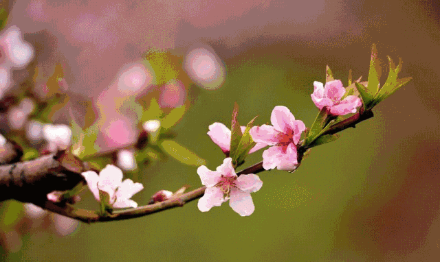 成都周边这几个赏花圣地,美炸了!