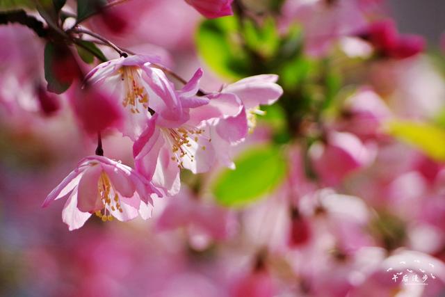 又到一年最美的季节 看到美丽的风景 垂丝海棠花开景如画