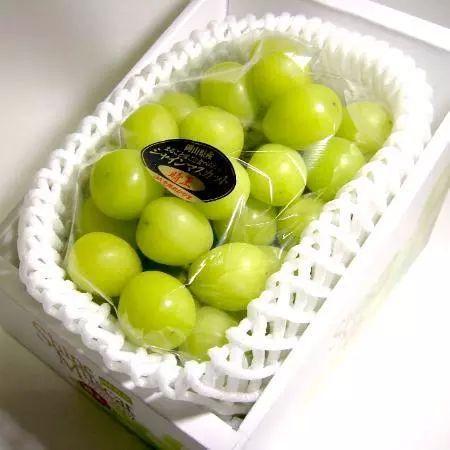 最有“葡萄味儿”的葡萄品种——Muscat家族和它的“假亲戚”们