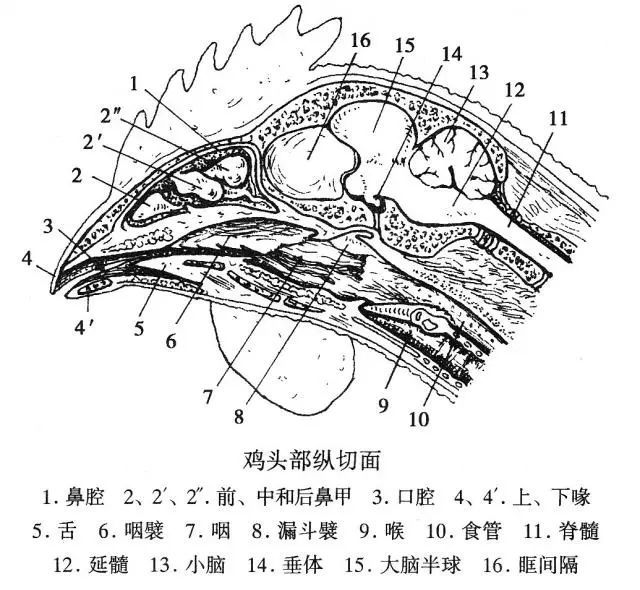 吓到我了这只无头鸡活了18个月