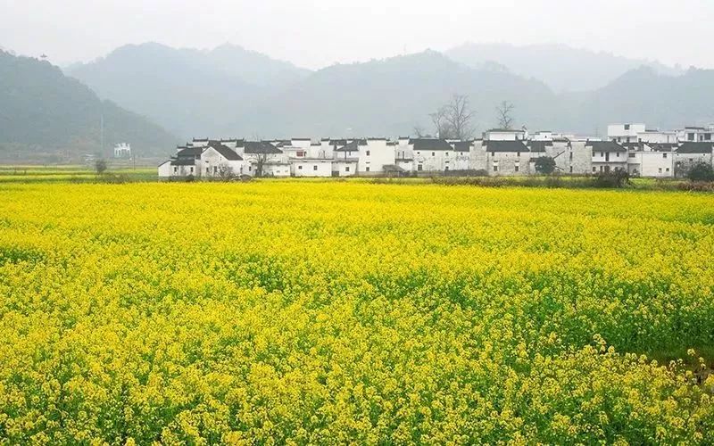 绍兴诸暨 | 油菜花开正当时 不负春光不负己
