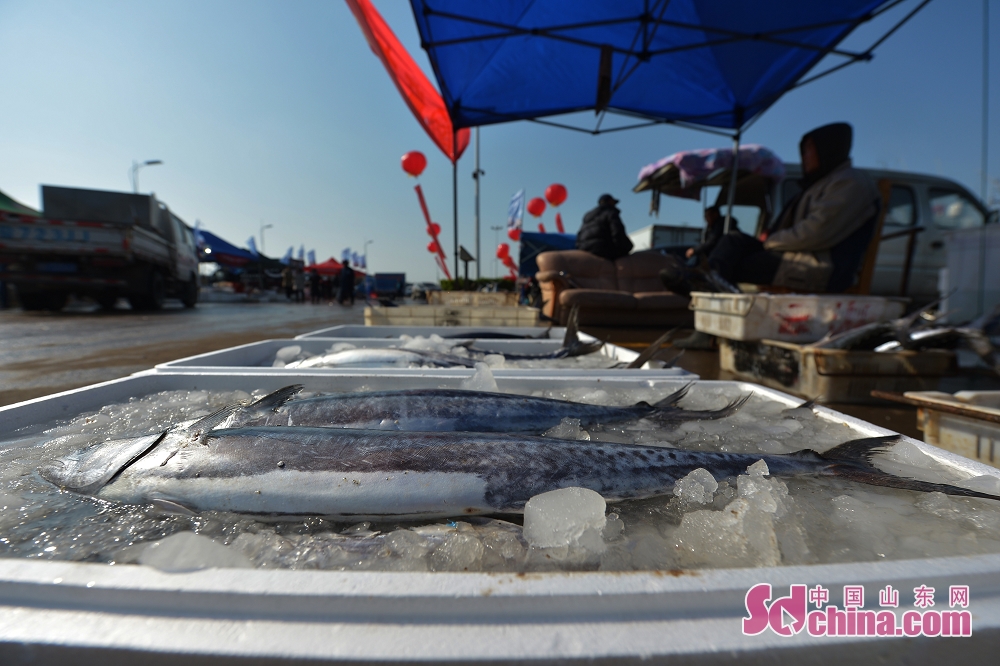 2019青岛崂山沙子口鲅鱼节启幕渔民展示10余斤重鲜鲅鱼