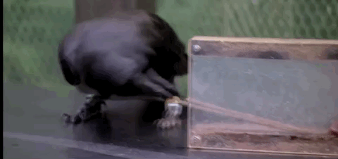 عһˡ