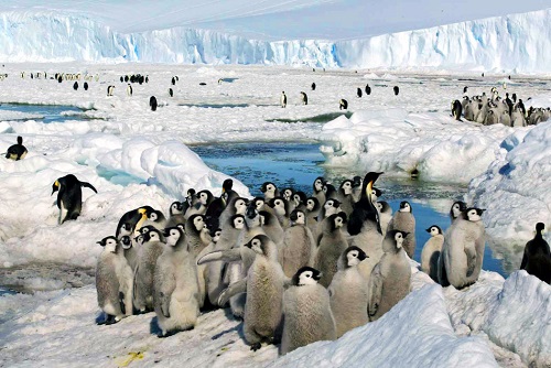 帝企鹅在南极洲的冰面上。它们在陆地上很笨拙，无法攀爬冰崖