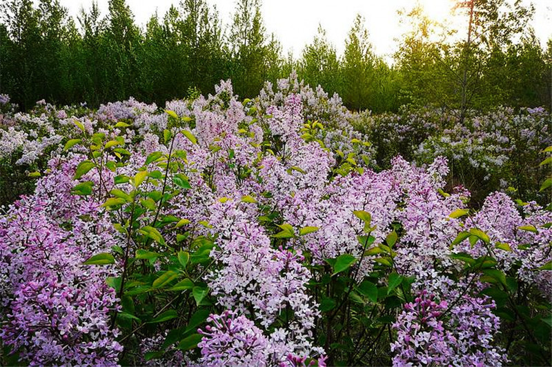 新疆6300亩丁香花开花啦，绵延10公里，现在去赏花最合适