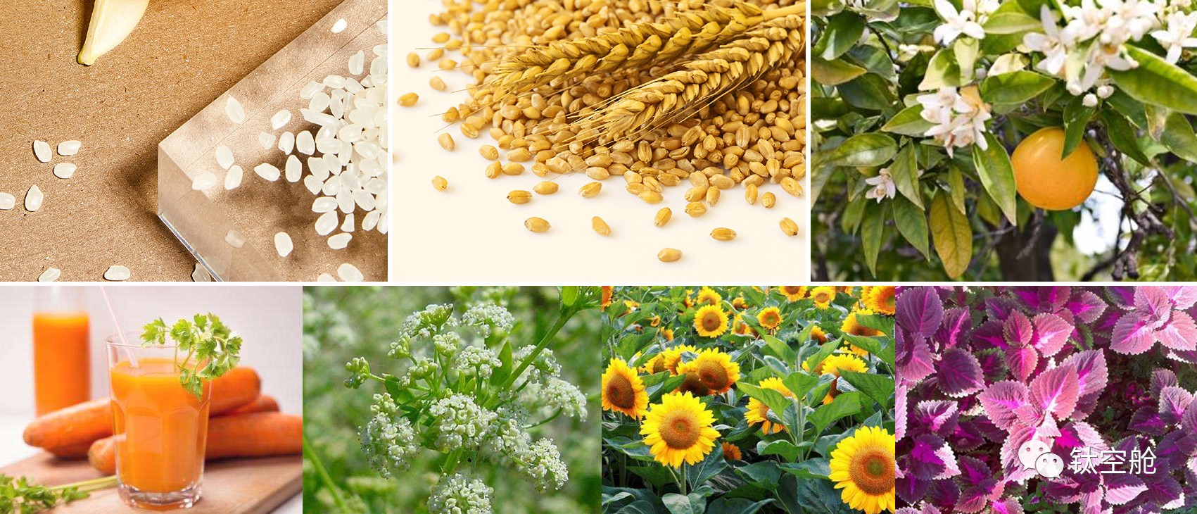 能吃的“果汁”牙膏，纽约时报、环球时报力荐