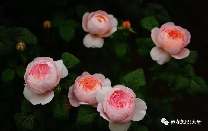 点击查看源网页