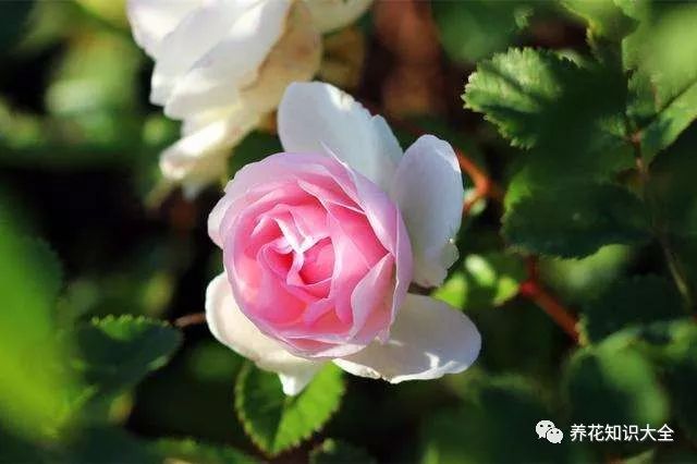 点击查看源网页