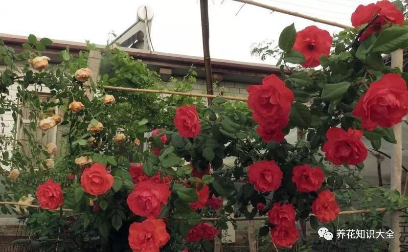 点击查看源网页