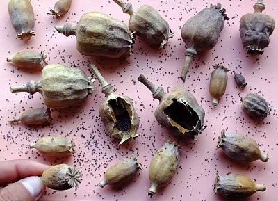 罂粟壳具有镇痛,催眠,呼吸抑制与镇咳作用,一般用于医药行业.