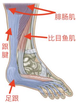 跟腱炎的发生原因、预防、治疗和恢复，看这 1 篇就够！