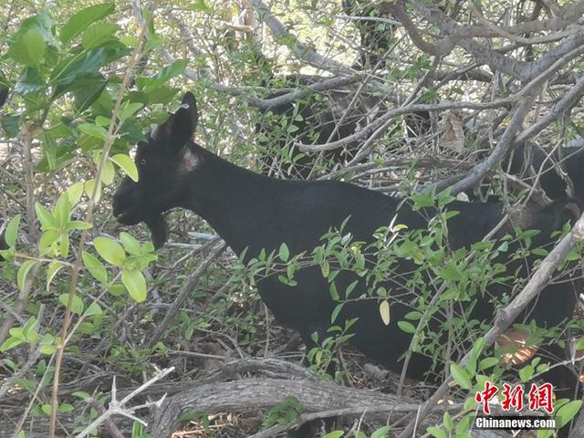 探访西沙甘泉岛:小岛美如翡翠 渔民居住点设施齐全