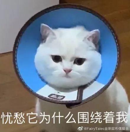 许久不营业的国民初恋，突然胖成球状白百何…