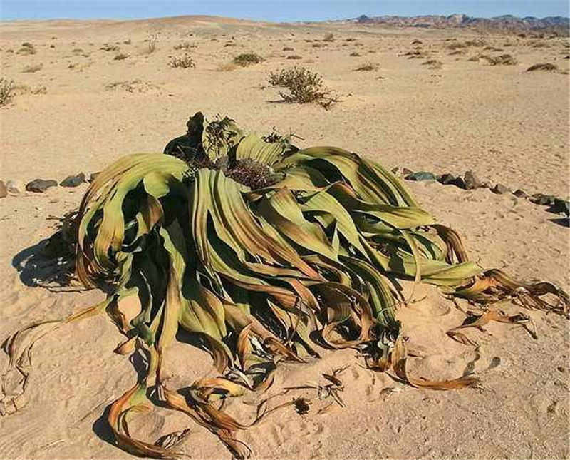沙漠里这种像章鱼一样的植物，一生只长两片叶子，却能活1000年__凤凰网