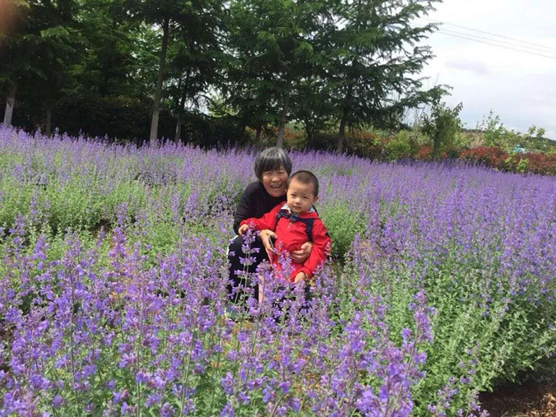 矢车菊花海