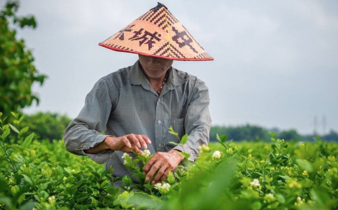横县大粽