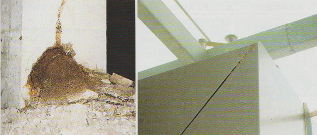 台湾乳白蚁在建筑物内为害水管和金属门框