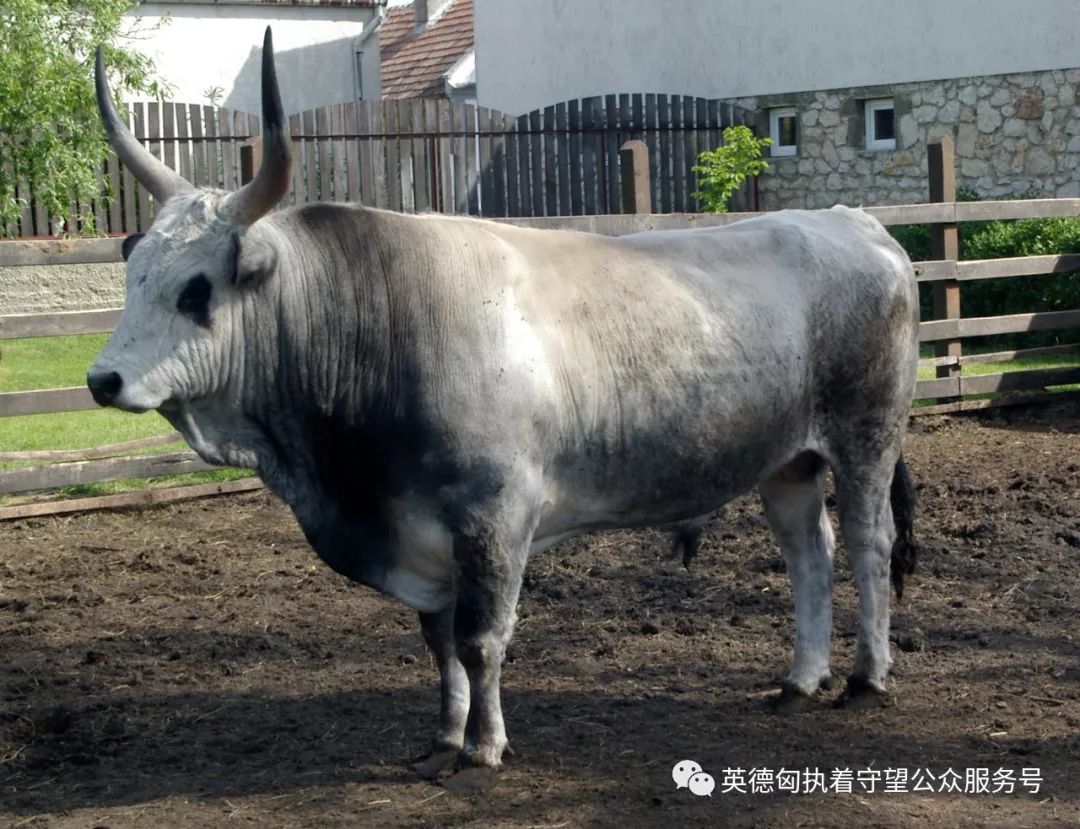 匈牙利灰牛
