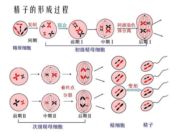 elife:人体染色体着丝粒区域,保留着几十万年前古老的dna序列