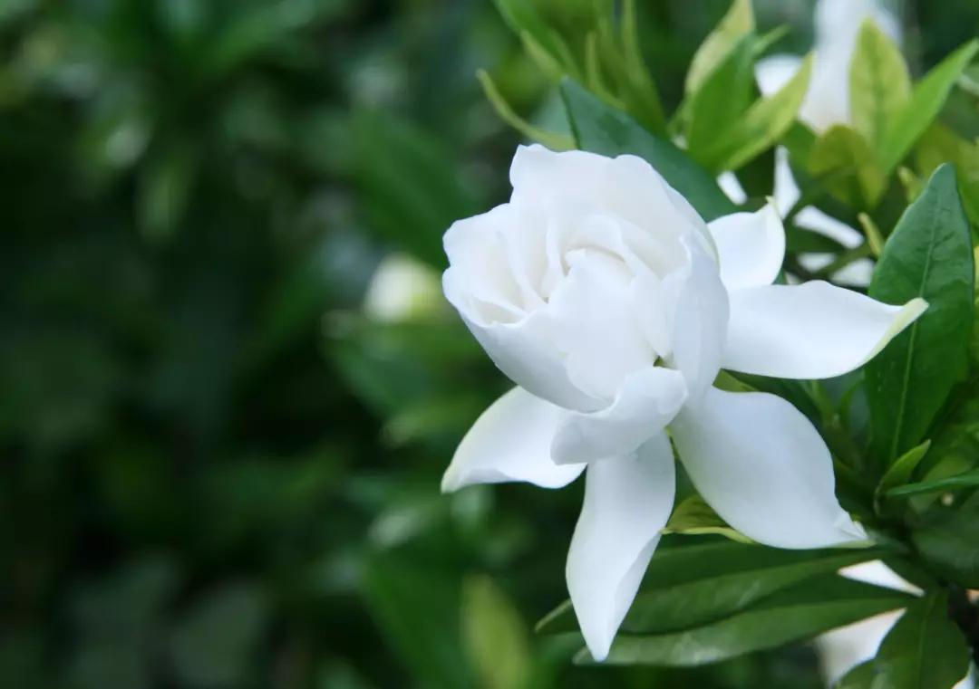 仲夏开始,待满庭栀子花开