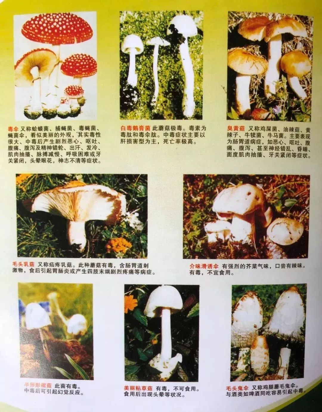 怎样识别有毒野生菌?