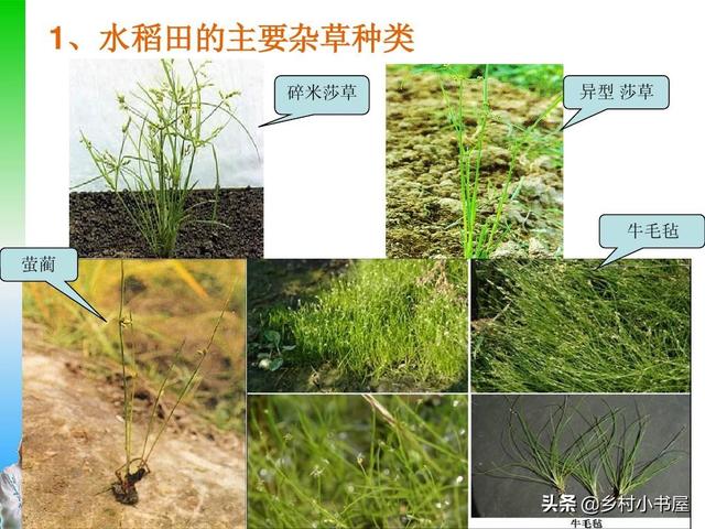 除草剂的应用及药害研究现状 农田杂草的分布及为害