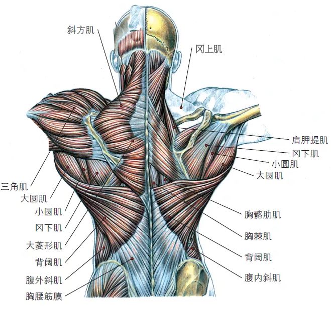 健美运动员强壮的背部线条,主要就是由上背部肌肉呈现的.