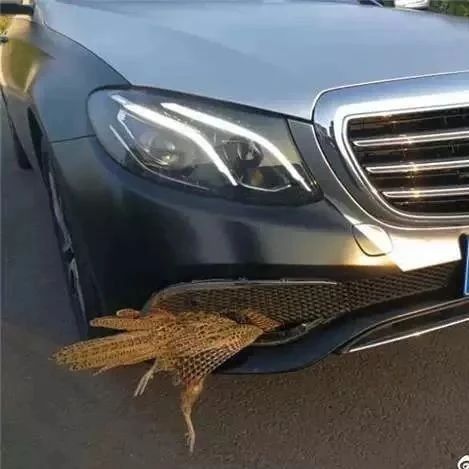 奔驰车主向高速交警求助，肇事者谁都没想到！