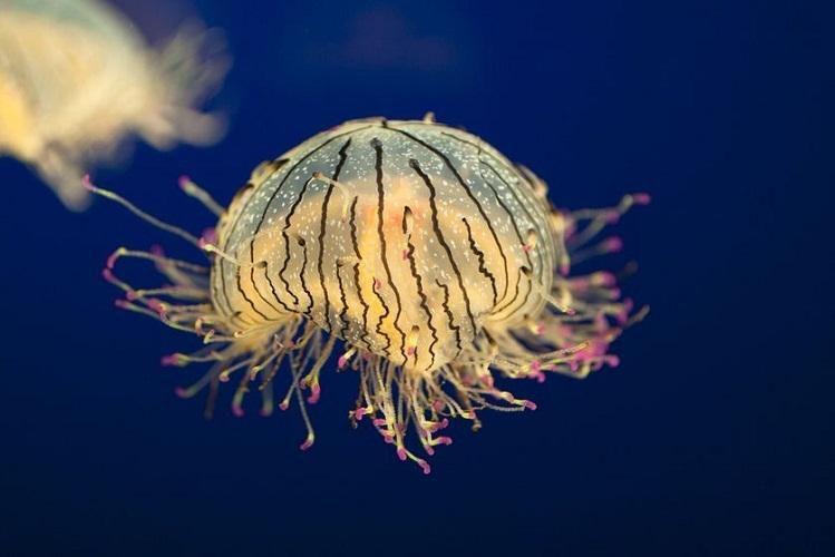 但却是少数具有强烈毒性的水螅水母之一 紫纹海刺水母最大直径可达70