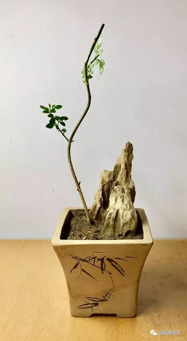 「盆景万象」新颖的小盆栽