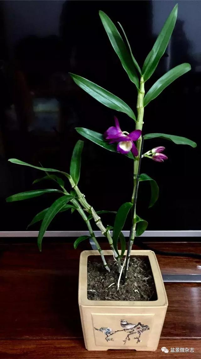 「盆景万象」新颖的小盆栽