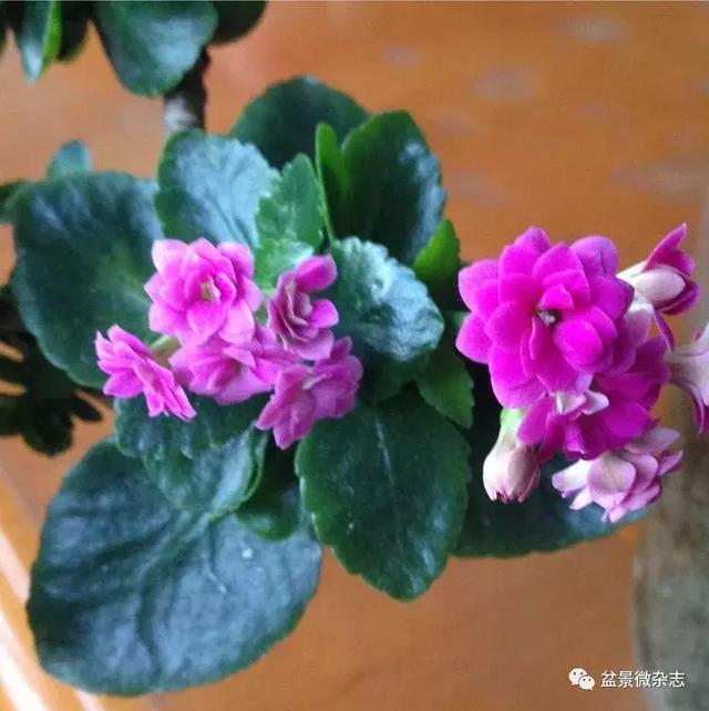「盆景万象」新颖的小盆栽