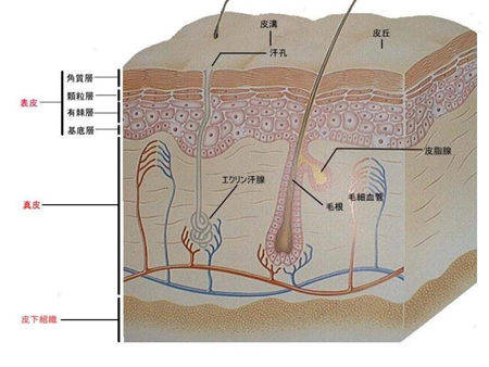 1)角质层过厚容易影响护肤品营养的吸收