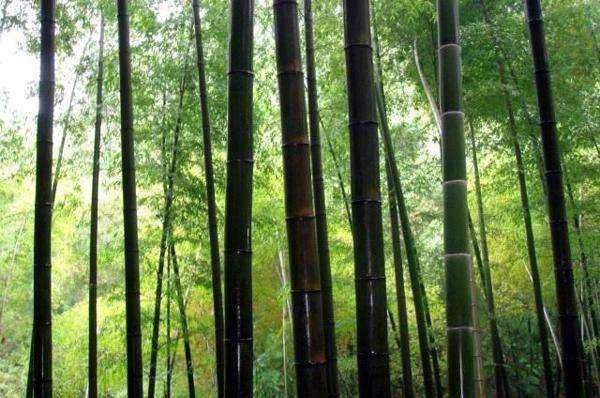 北宋“圜刃”锉:人类钻探史上发明的第一个钻头