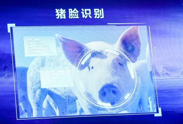 为什么中国的科技巨头都热衷于养猪