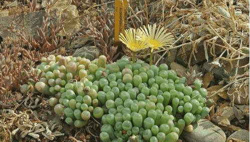 中国游客去非洲,看到遍地宝石正想去捡,导游