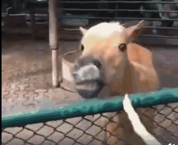 男童外套秋连帽表情_搜索美的电压力锅饭煲ih比心三星i929电信版表情